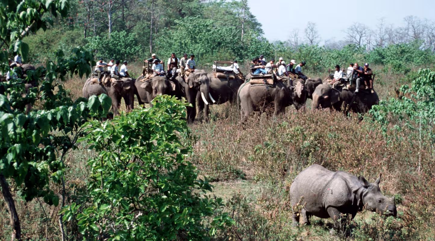 Libération d'un rhinocéros unicorne transloqué depuis le parc national du Chitwan jusqu’au parc national Royal Bardia au Népal