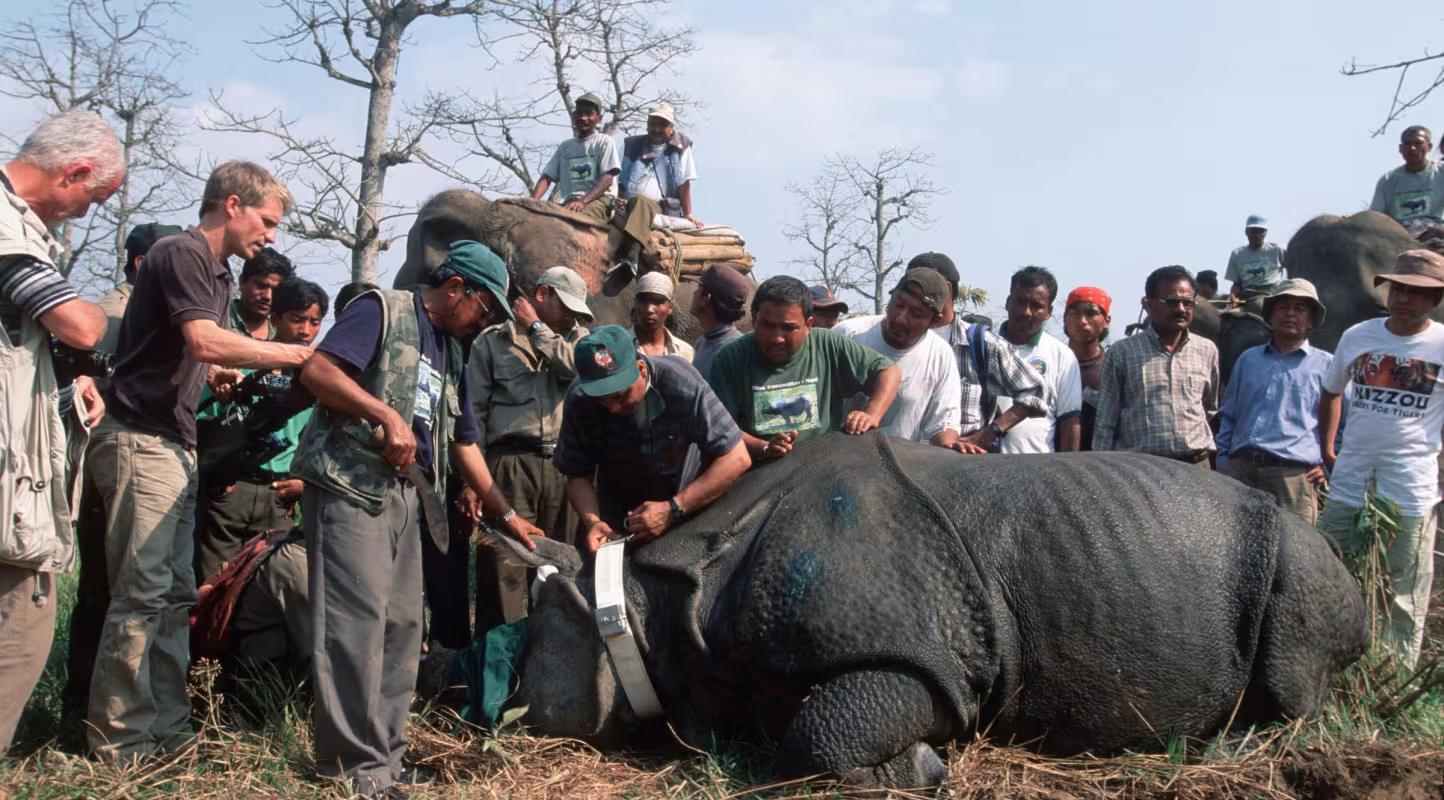 Pose d'un collier GPS sur un rhinocéros indien tranquillisé par les équipes vétérinaires afin d’être transporté depuis le parc national du Chitwan jusqu’au parc national Royal Bardia au Népal