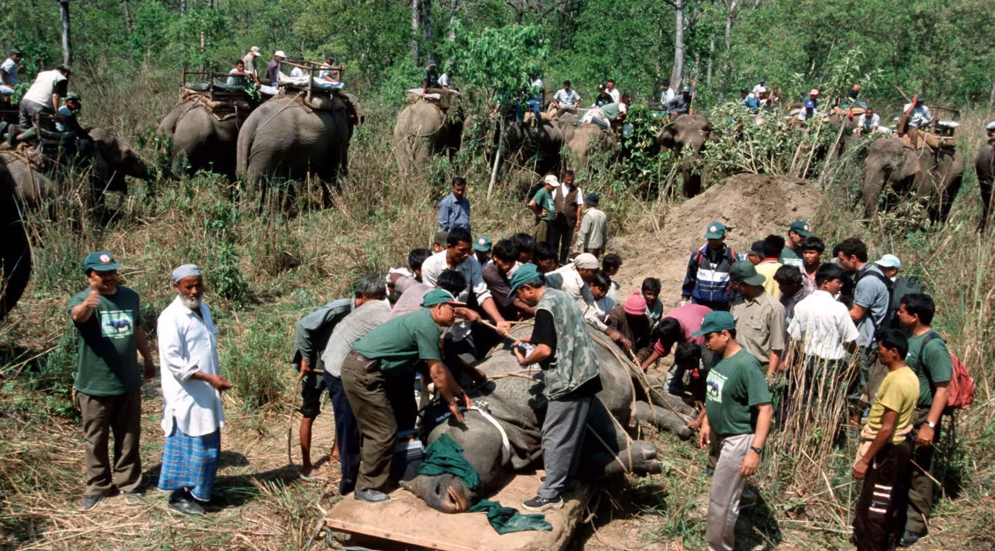 Rhinocéros indien tranquillisé par les équipes vétérinaires afin d’être transporté depuis le parc national du Chitwan jusqu’au parc national Royal Bardia au Népal