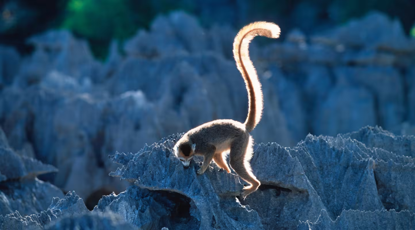 Lémur couronné (Eulemur coronatus), parc national Tsingy de Bemaraha (Madagascar)