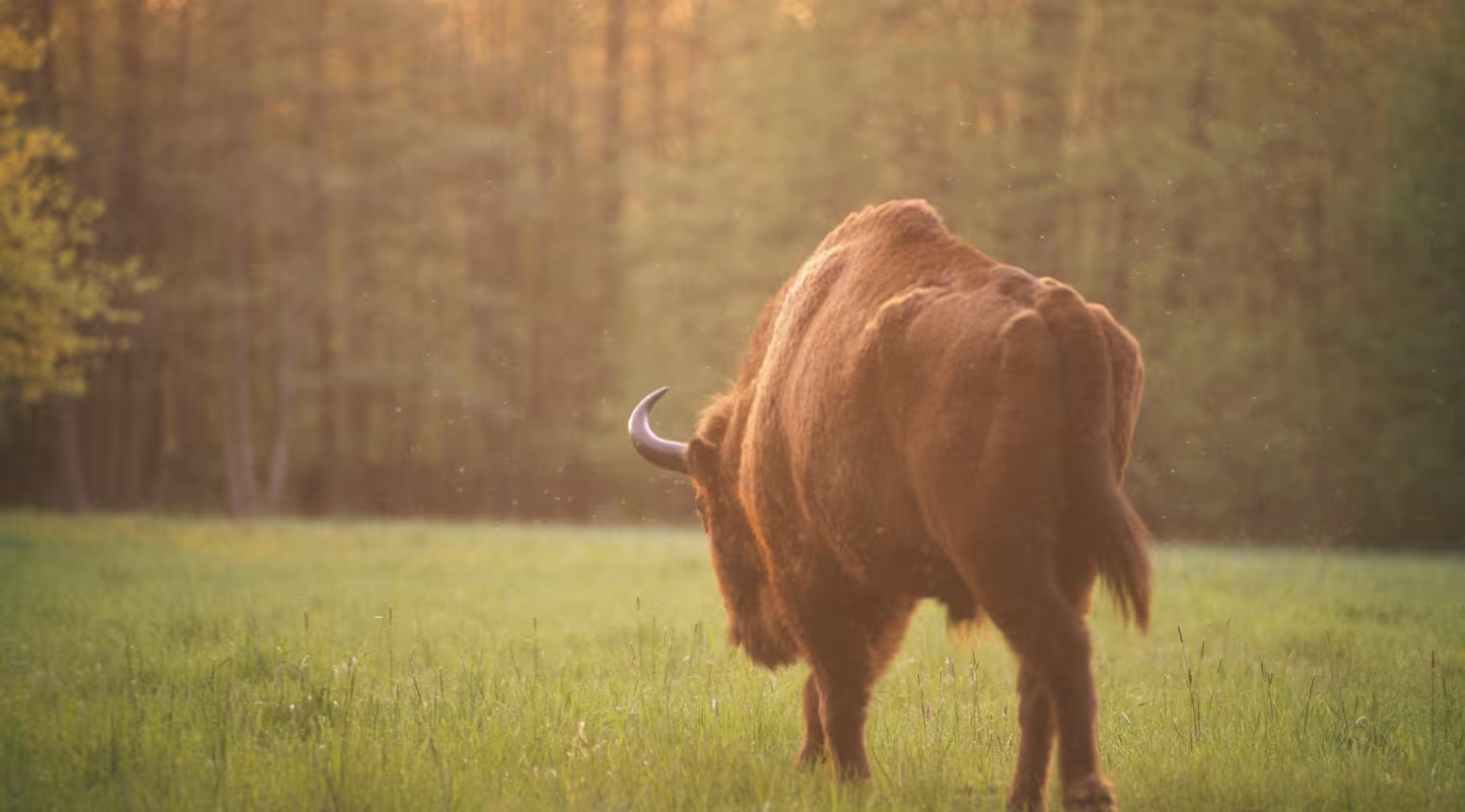 Bison d'Europe (Bison bonasus) dans une clairière, Parc national de Bialowieza (Pologne)