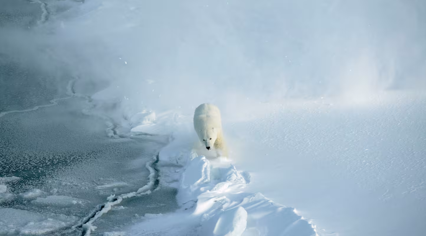 Ours polaire en train de courir dans la neige