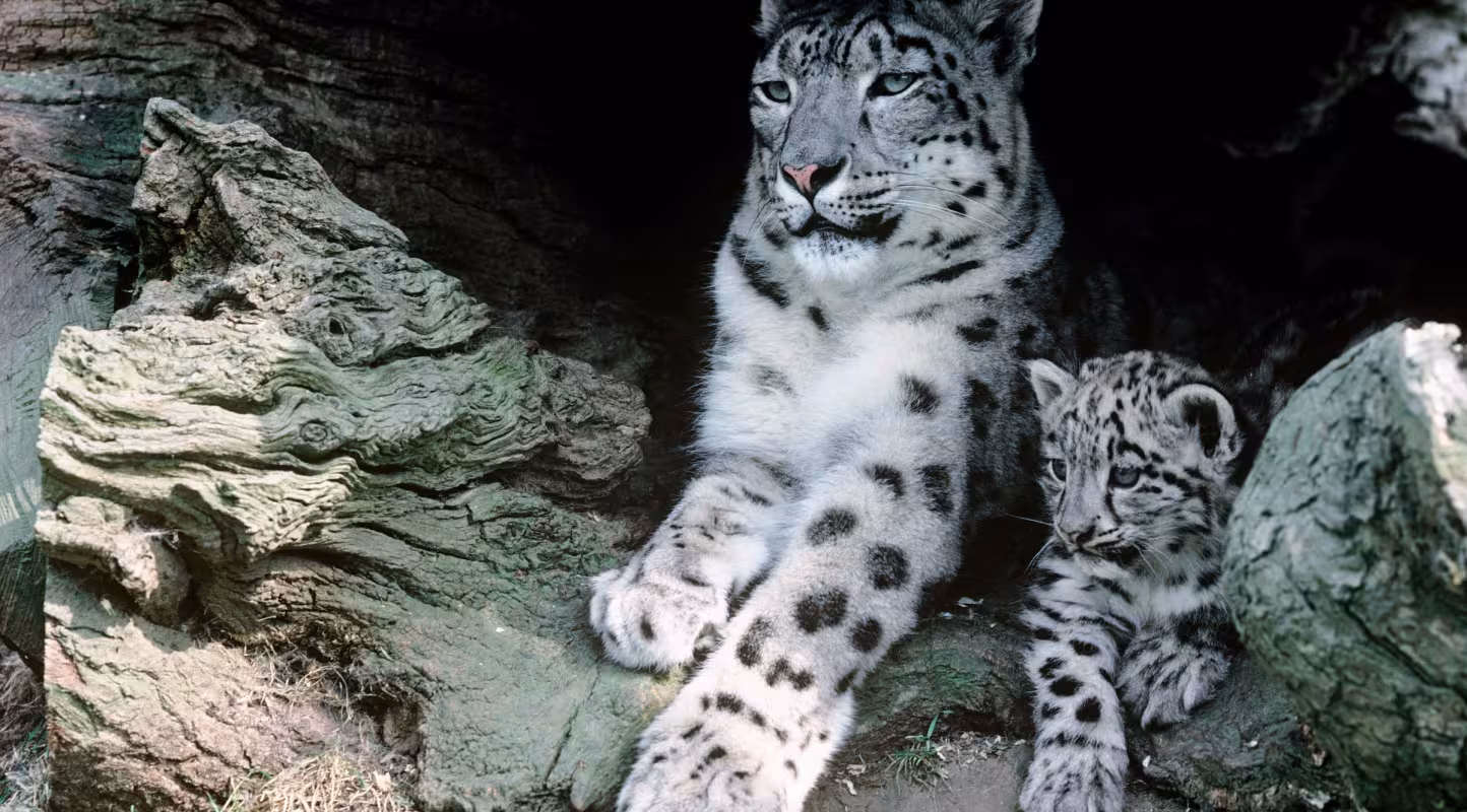Femelle panthère des neiges et son bébé