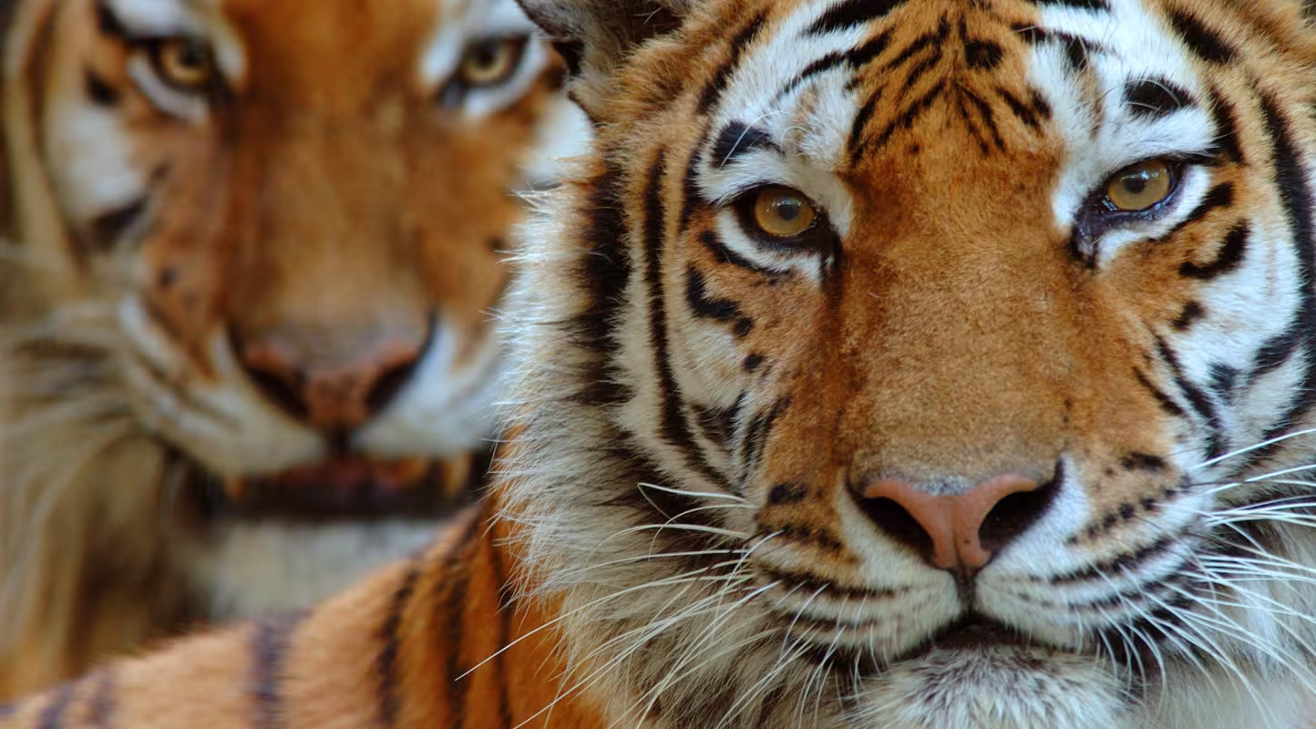 Portrait de deux tigres