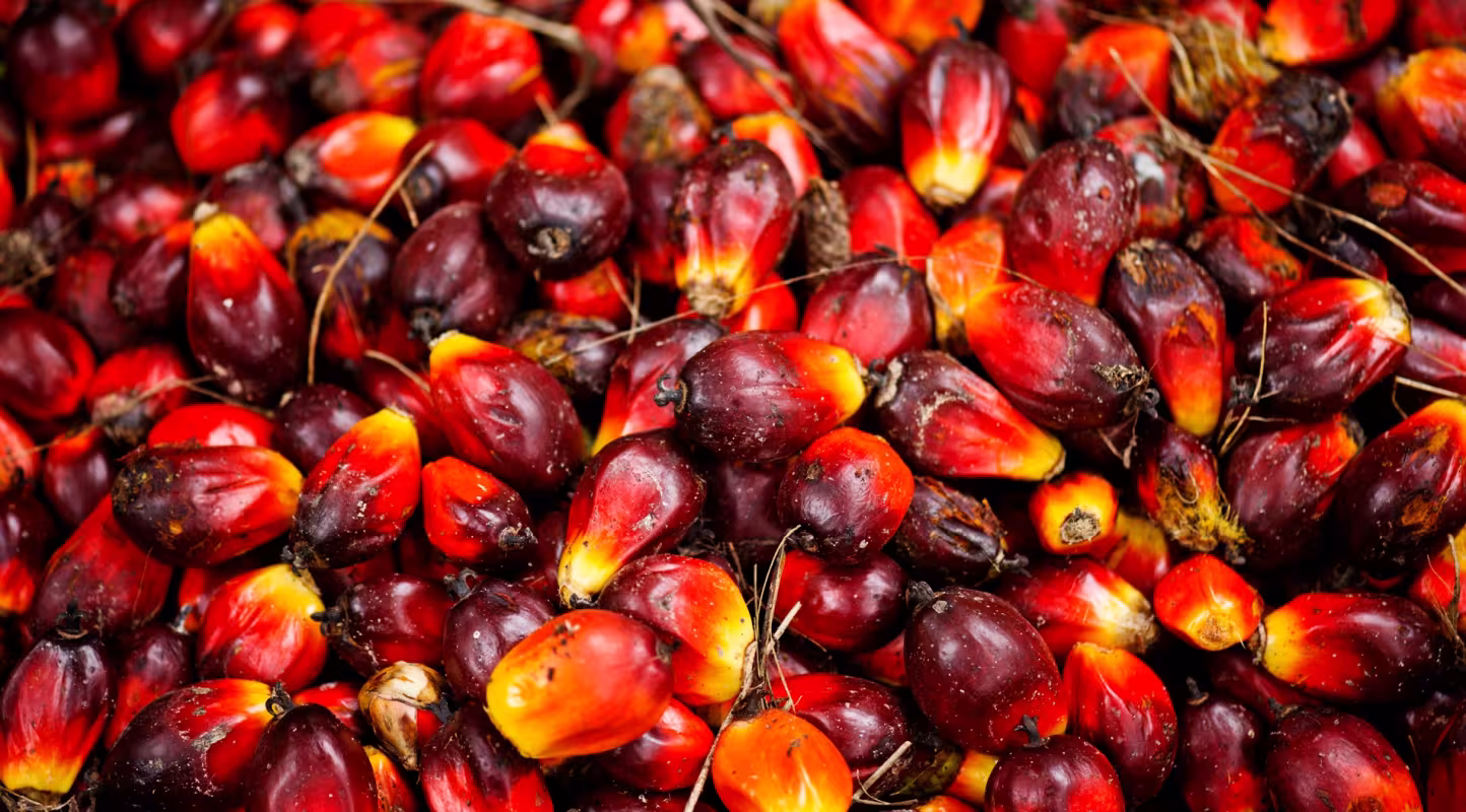 Fruits de palmiers à huile à Sumatra (Indonésie)
