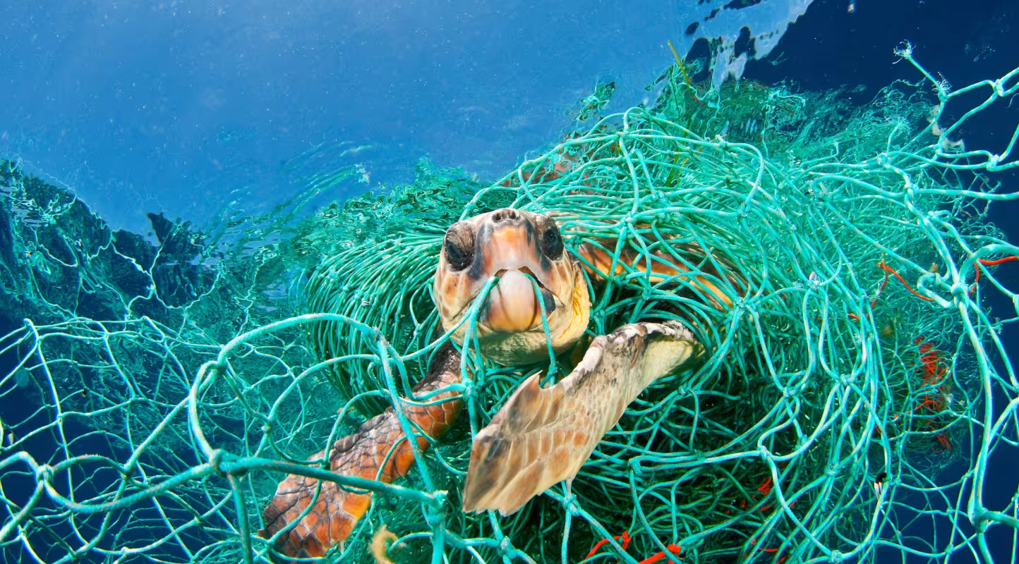 Tortue caouanne (Caretta caretta) prise dans un filet, Mer Méditerranée