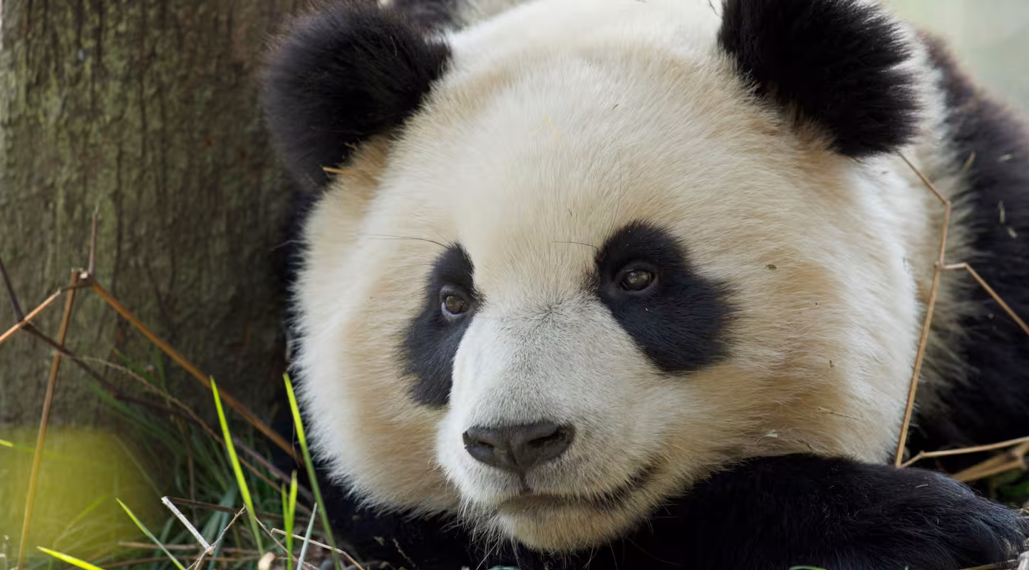 Panda géant-(Ailuropoda melanoleuca)