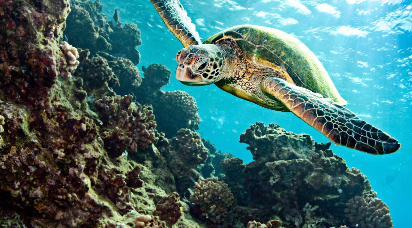 Tortue verte (Chelonia mydas) nageant au dessus du corail