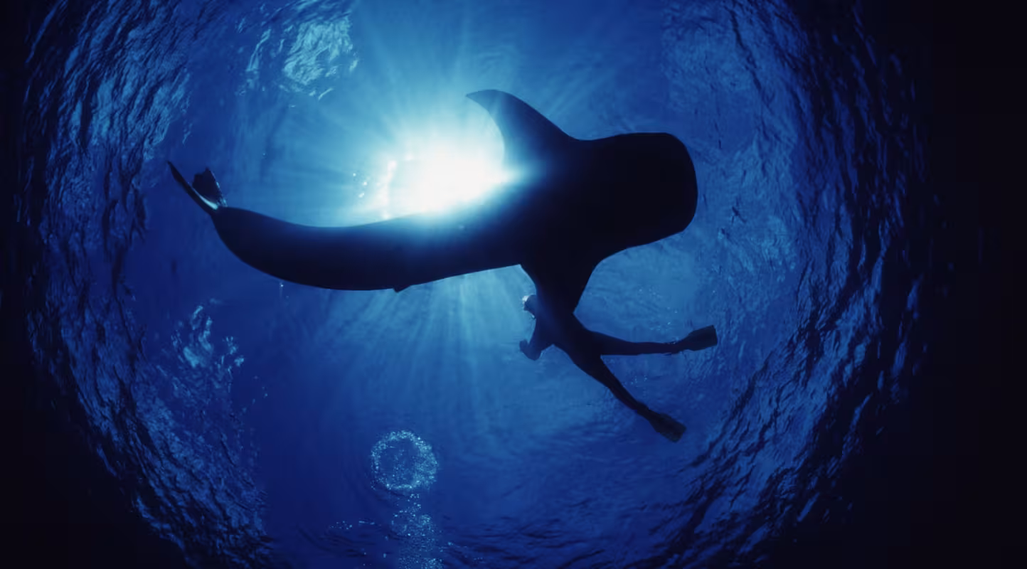 Requin baleine en compagnie d'un plongeur dans l'océan Pacifique