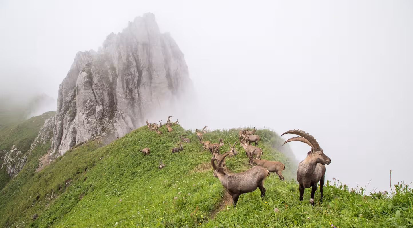 Groupe de Bouquetins des Alpes (Capra ibex) regroupés pour la période estivale, massif du Chablais, Alpes (France)