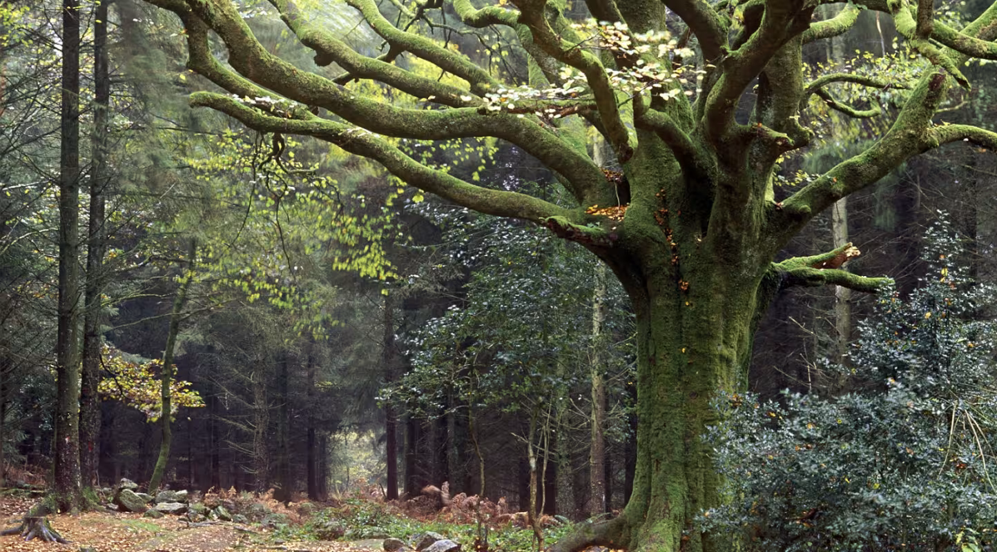 Forêt de Brocéliande (France)