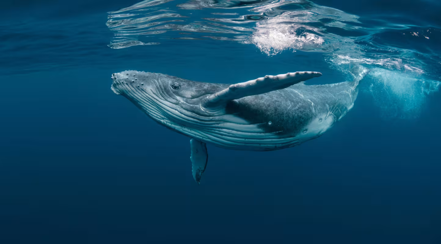 Baleine à bosses dans l'océan