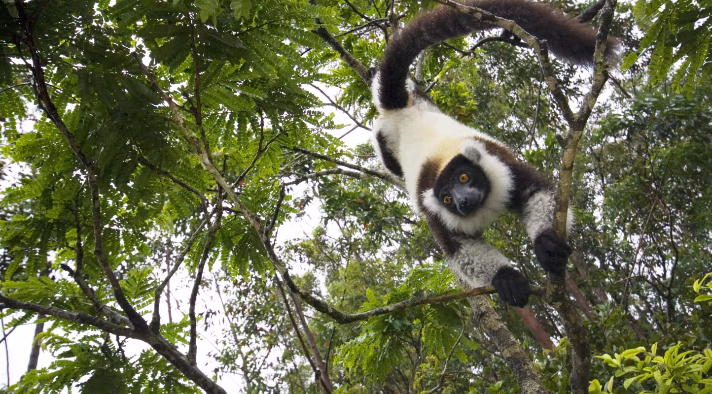 Lémurien noir et blanc sur un arbre à Madagascar 