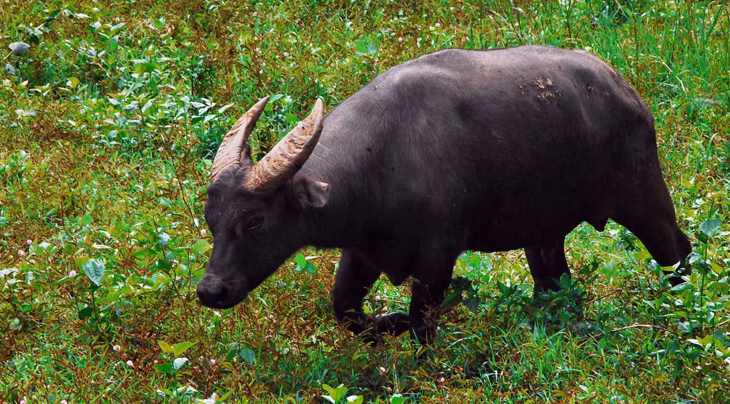 Le buffle Tamarau (Bubalus mindorensis) dans les Philippines.