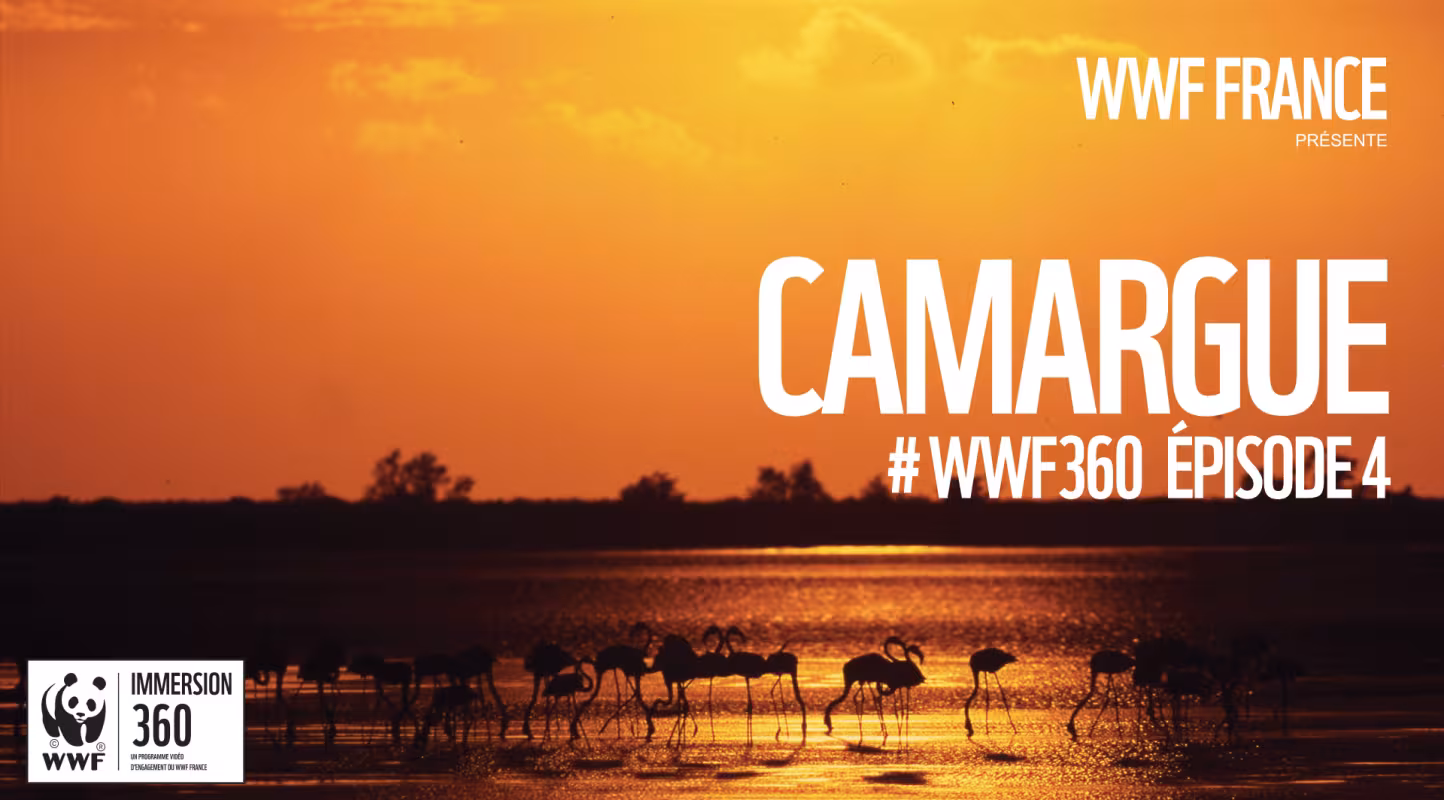 Découvrez l'épisode 4 de WWF Immersion 360 en Camargue