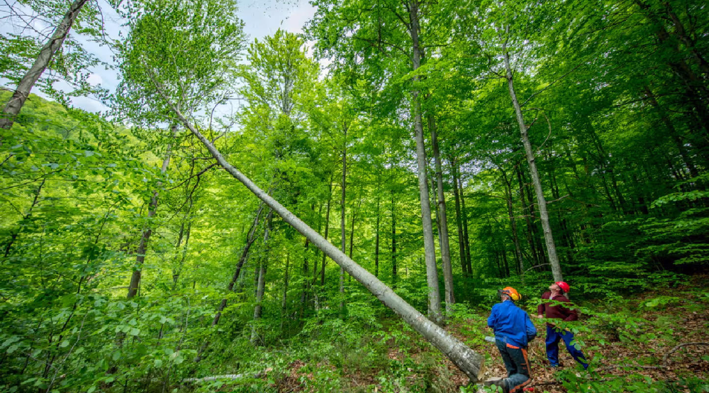 Forêt Nature Impact Gestion durable
