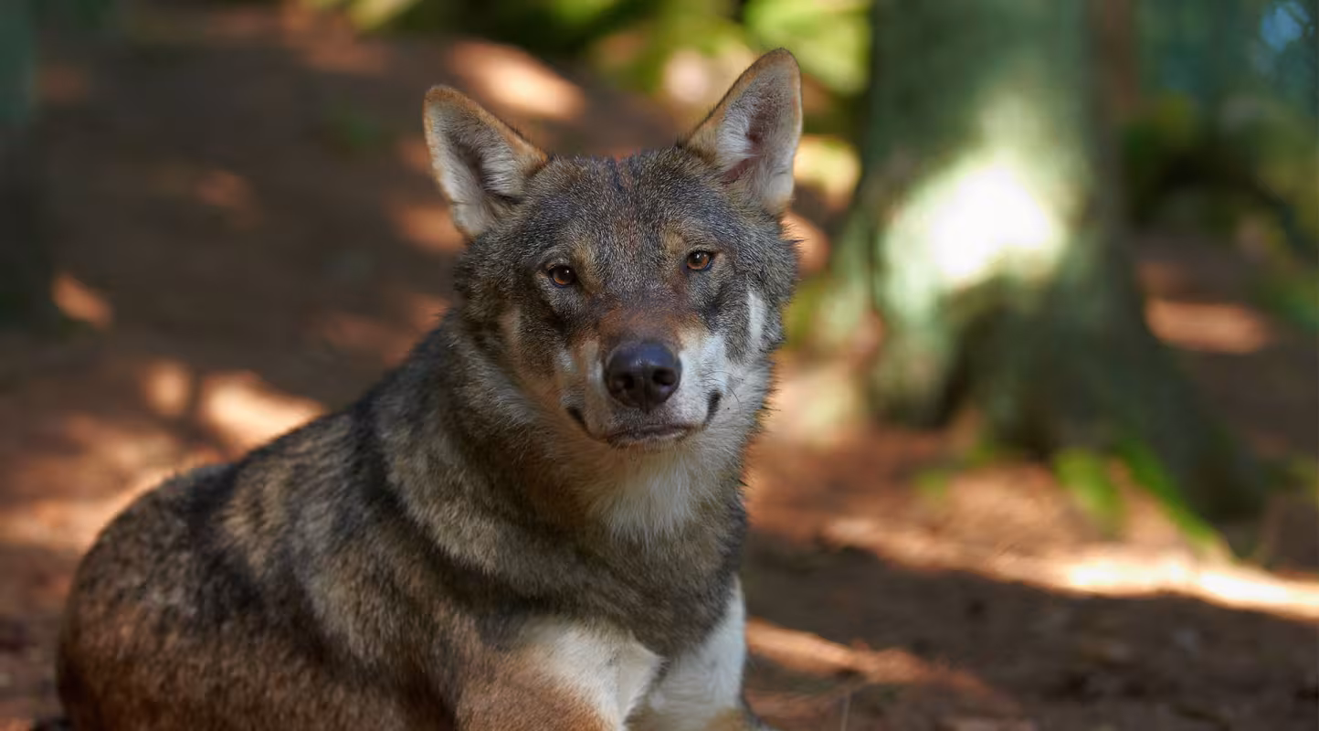 Un loup (Canis lupus) est assis par terre au milieu d'une forêt.