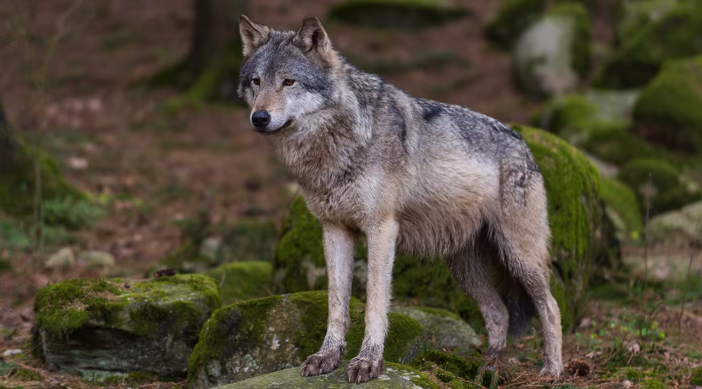 Loup dans la forêt