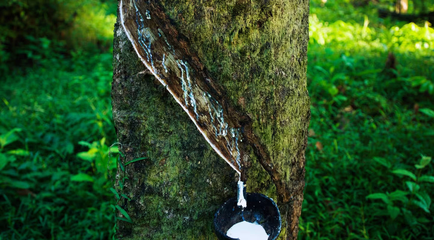 Latex recueilli d'un hévéa, région de Tanintharyi (Myanmar)