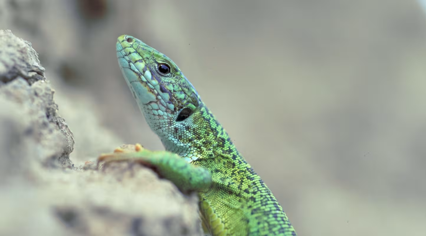 Lézard vert (Lacerta viridis) Lac Kagul (Ukraine)