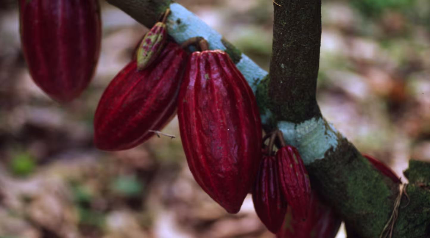 Les fruits d'un cacaoyer (Theobroma cacao) dans la forêt Atlantique, Bahia, Brésil.