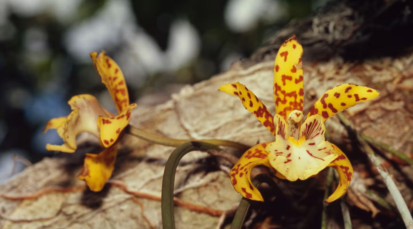 Deux orchidées jaune, Parc national de Jaú, Brésil