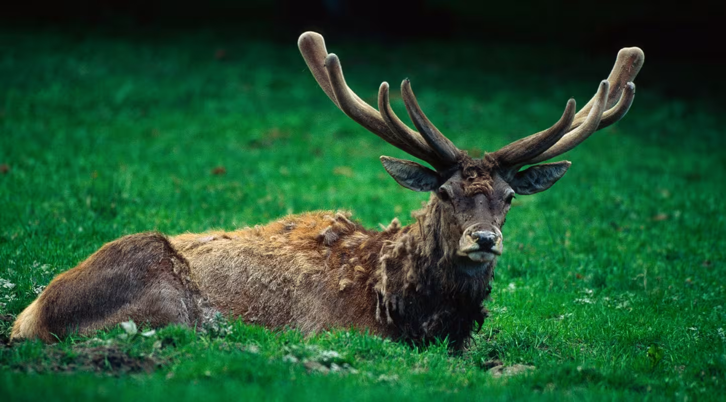 Cerf (Cervus elaphus), Parc national de Bialowieza, Pologne