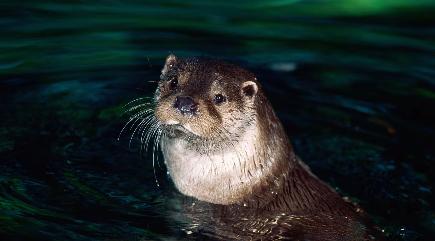 Loutre d'Europe (Lutra lutra), Parc national de Bialowieza, Pologne