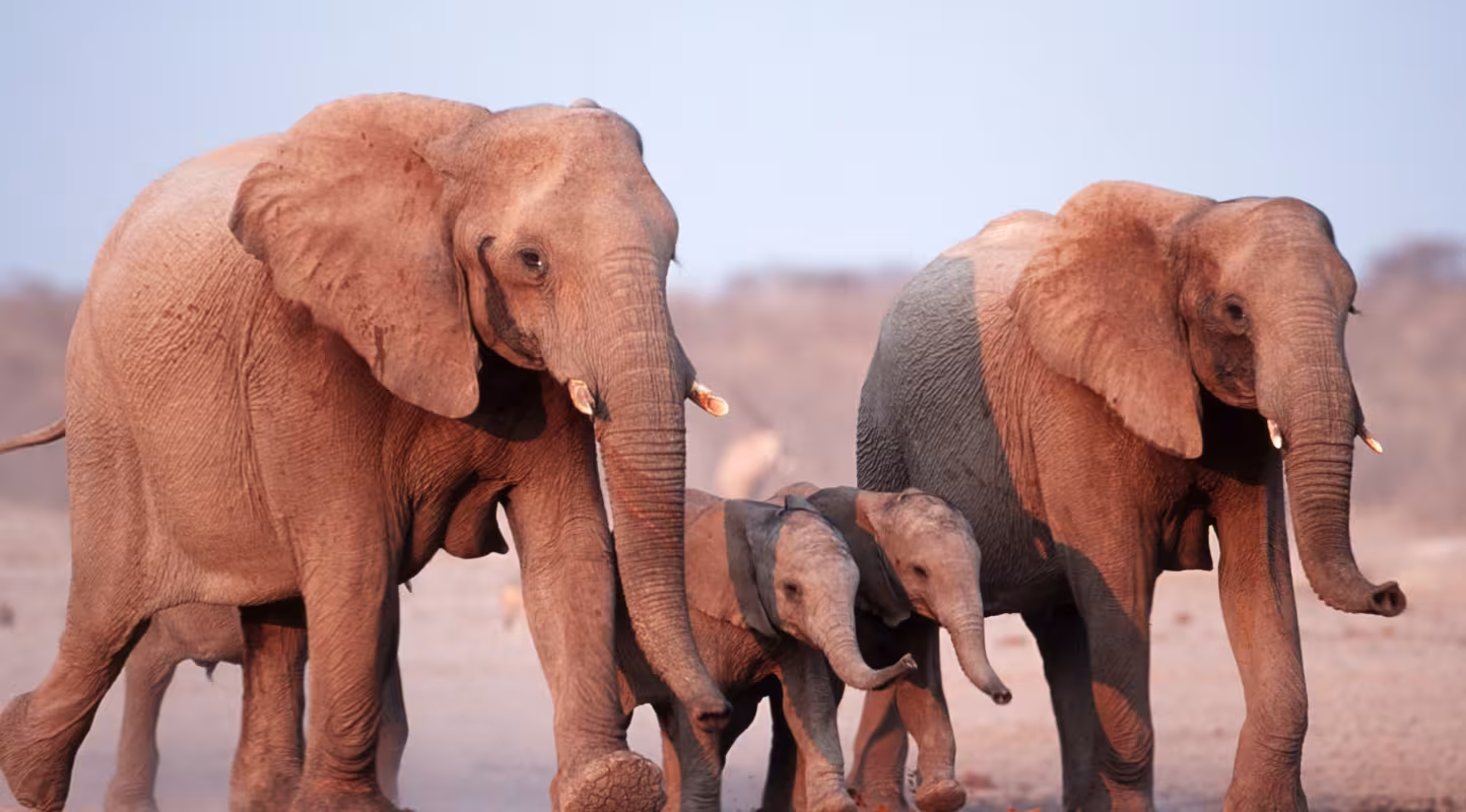 Une famille d'éléphants africains (loxodonta africana) au parc National Etosha en Namibie