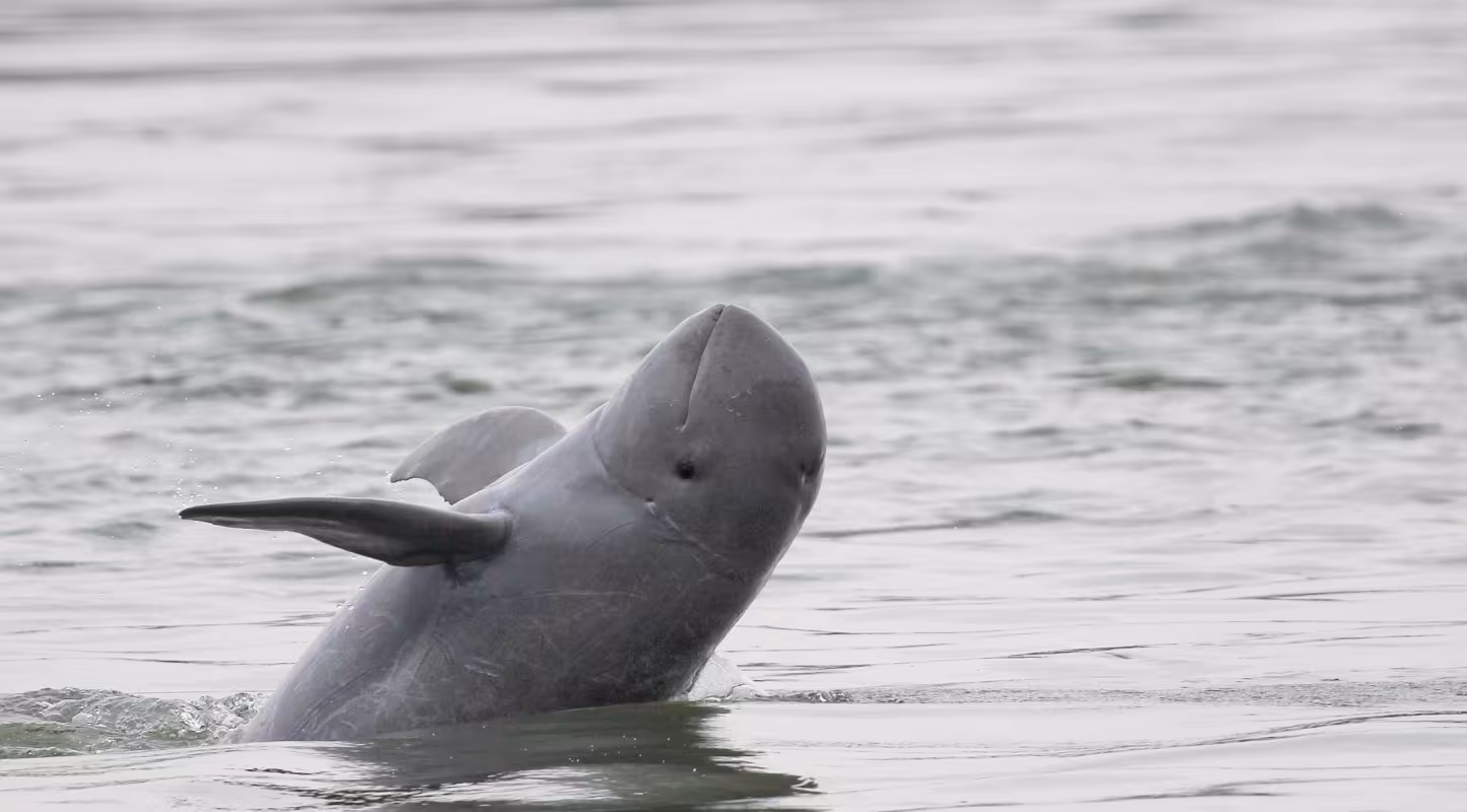 Dauphin de l'Irrawaddy (Orcaella brevirostris) dans la rivière du Mékong (Cambodge)