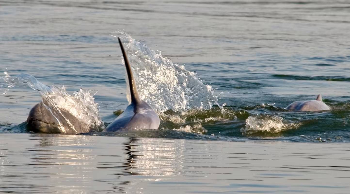 Trois dauphin de l'Irrawaddy (Orcaella brevirostris) dans la rivière du Mékong (Cambodge)