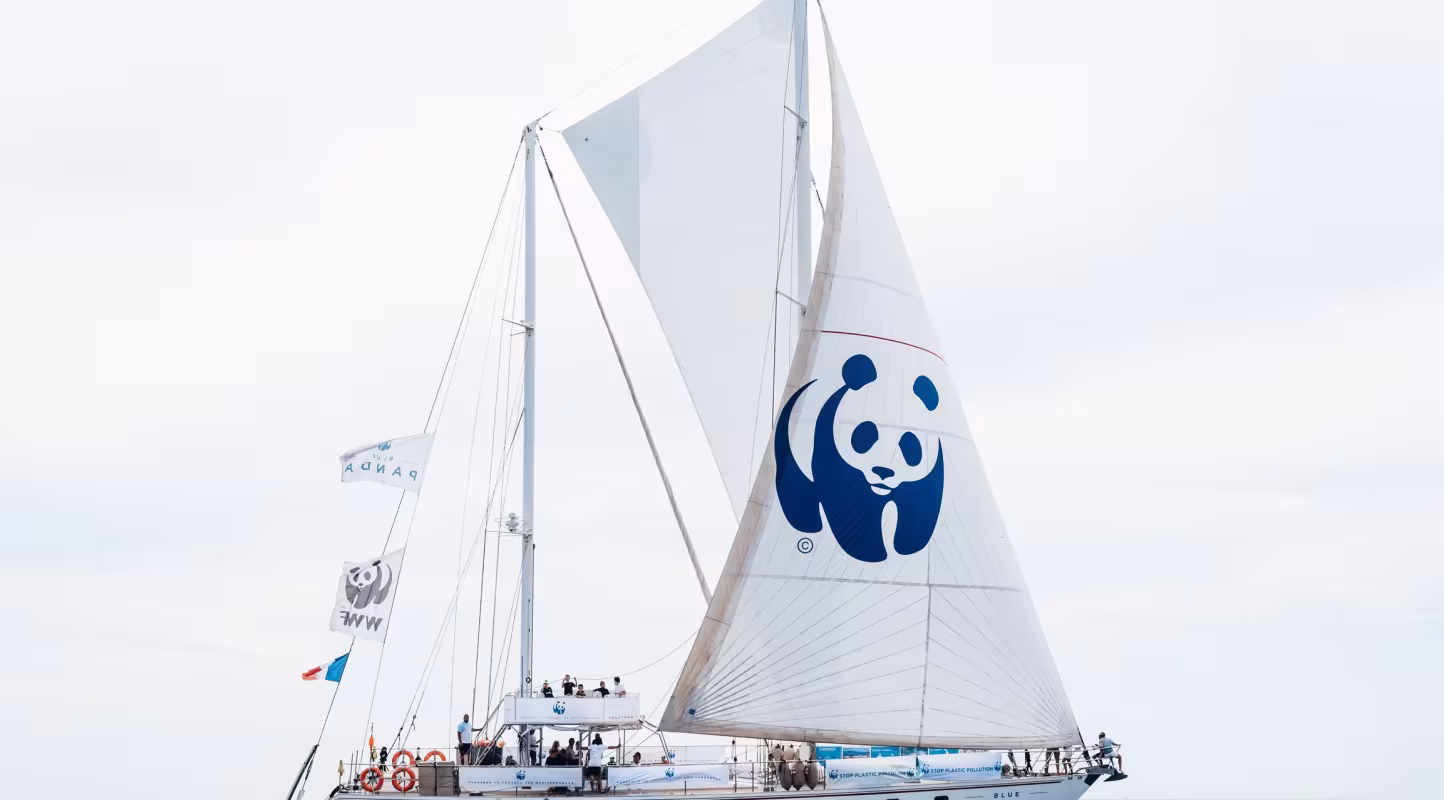 Blue Panda en mer Méditerranée