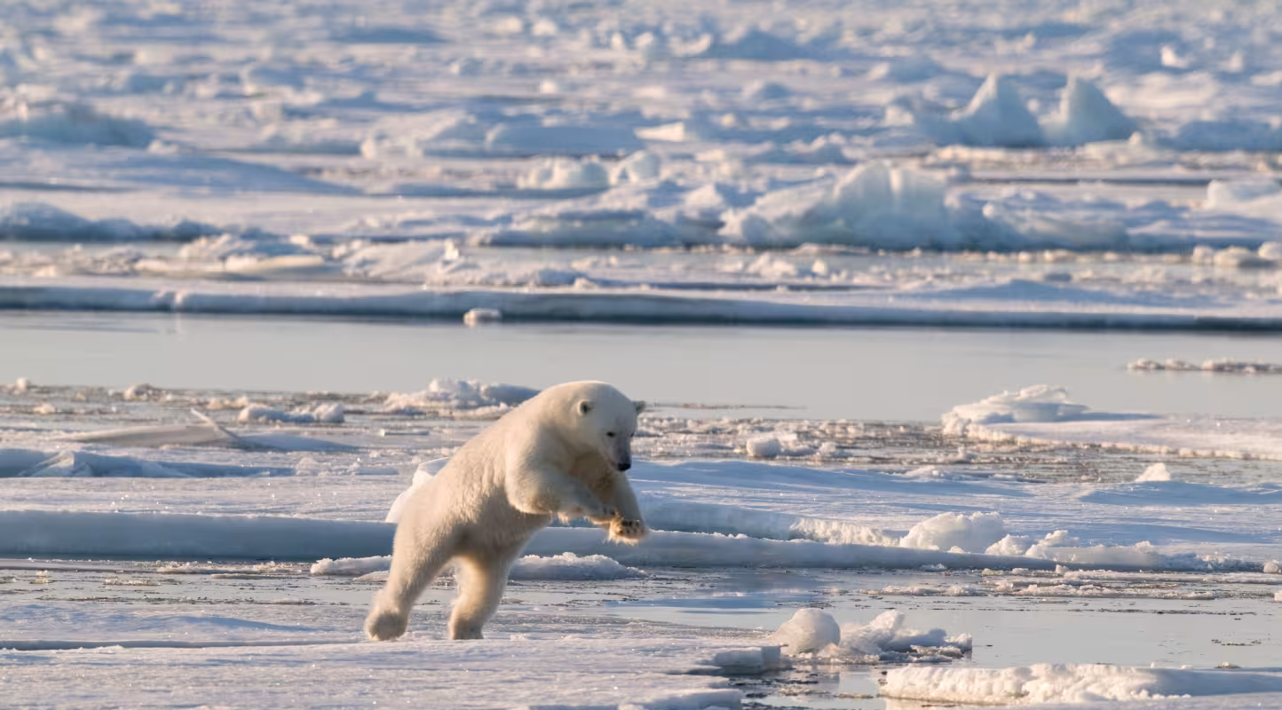 Ours polaire en plein saut 