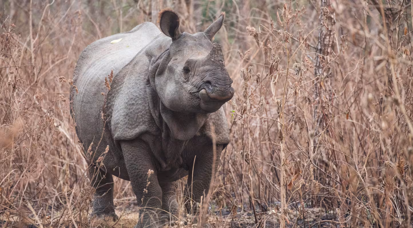 Un rhinocéros à une corne (Rhinoceros unicornis) dans le parc national royal de Chitwan (Népal)