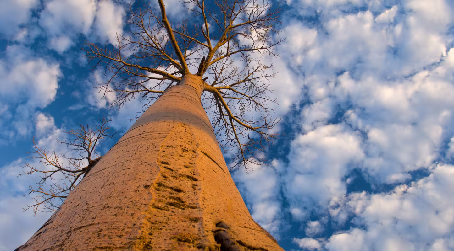 Vue du bas sur un Baobab (Andasonian grandidieri) (Madagascar)