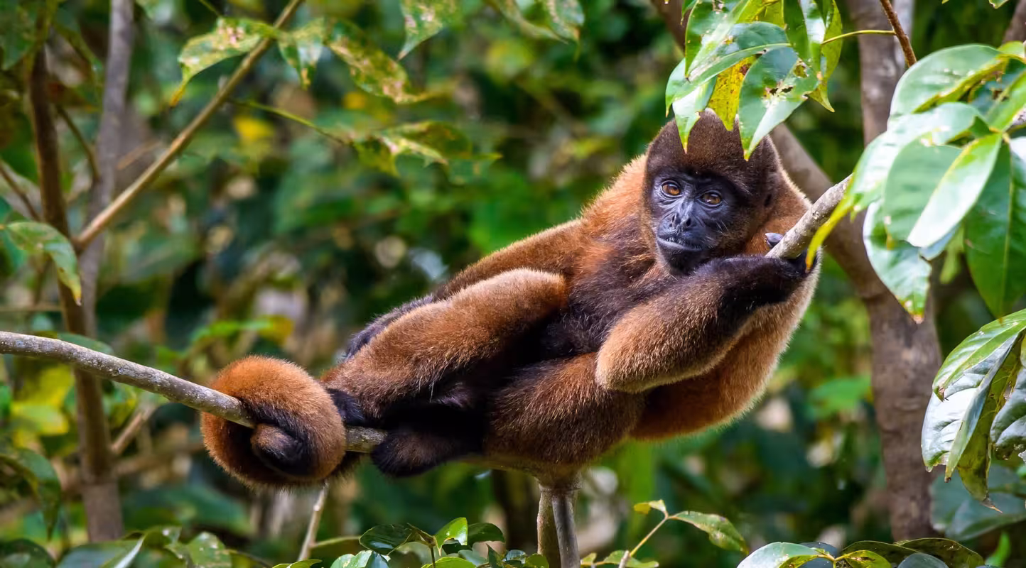 Un lagotriche commun (Lagothrix lagotricha) dans la Réserve nationale Pacaya-Samiriaa au Pérou.