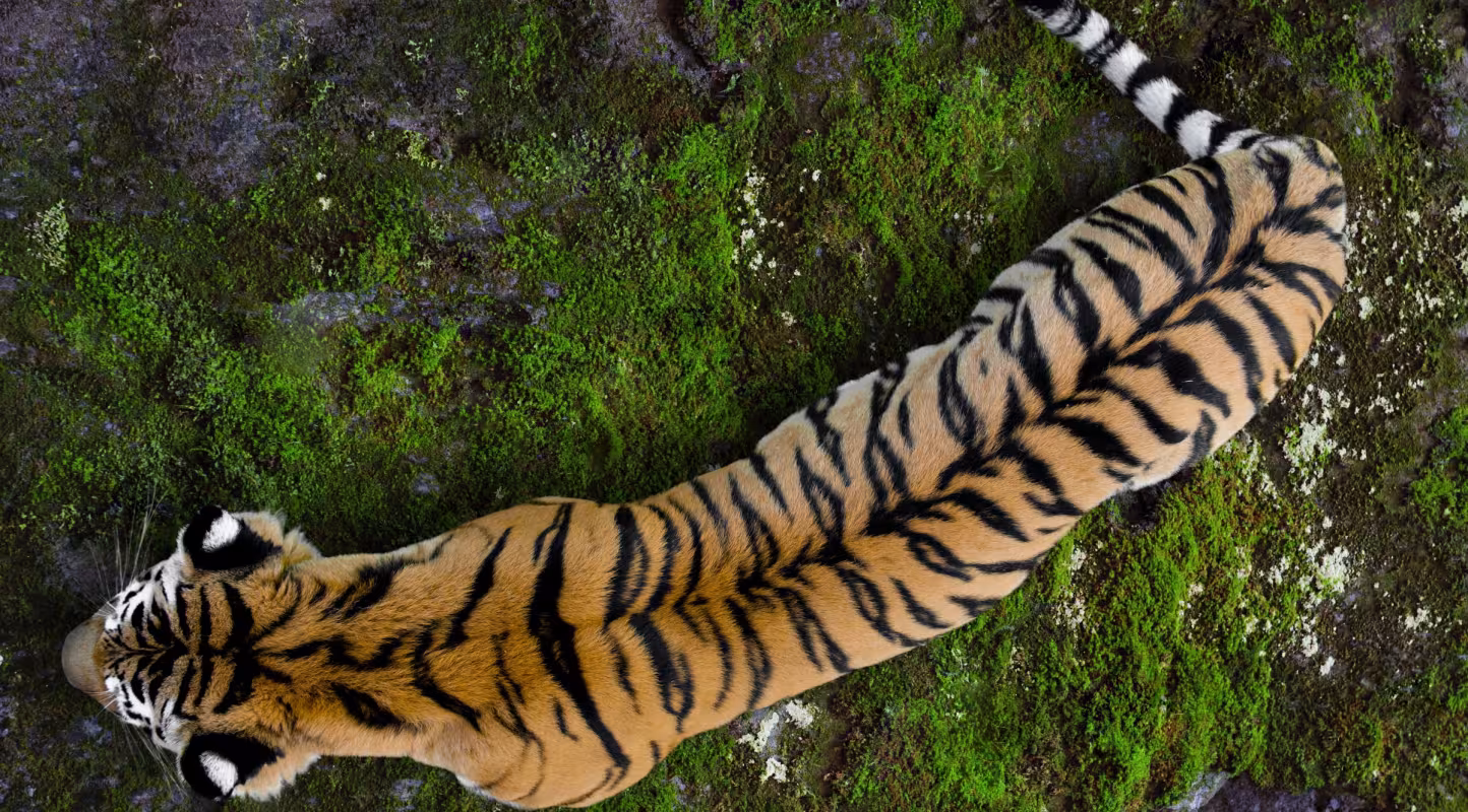 Vue de haut d'un tigre d'Ussuriysk