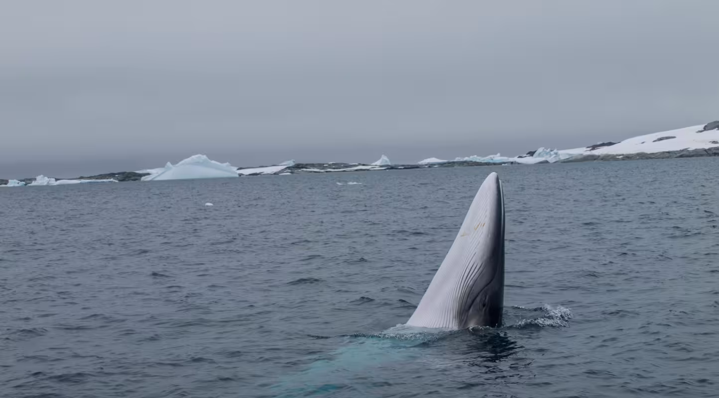 Baleine de Minke (Balaenoptera bonaerensis) à la surface de l'océan, Antarctique.