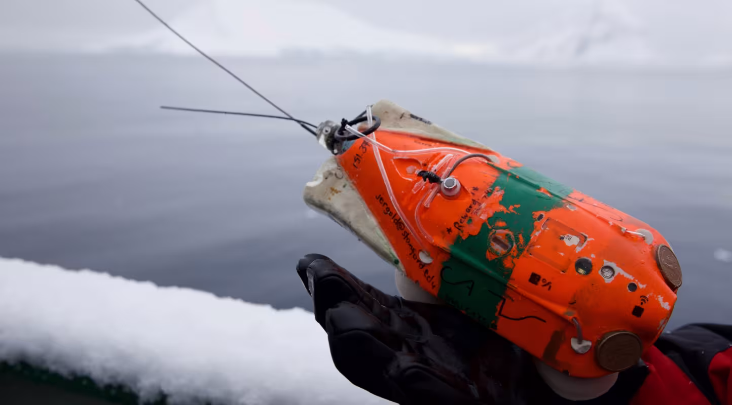 Gros plan sur une balise pour la baleine de Minke (Balaenoptera acutorostrata) (Antartique)