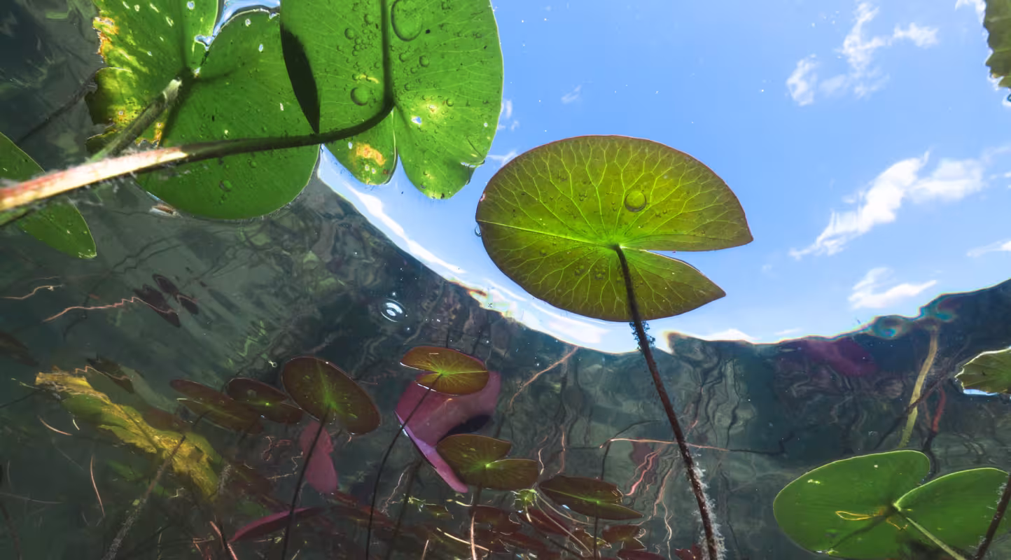 Nénuphar vue de dessous