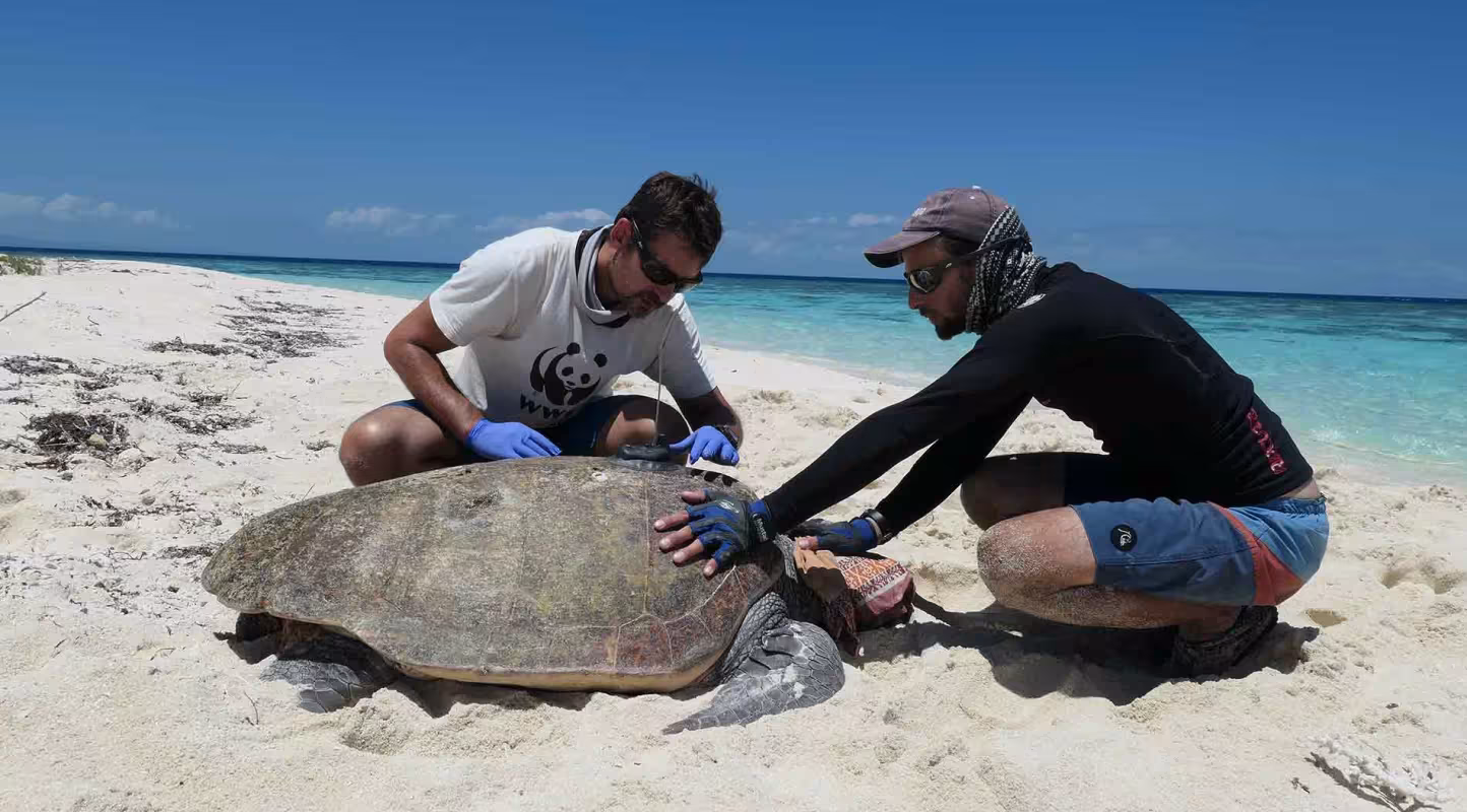 Balisage d'une tortue marine en Nouvelle-Calédonie