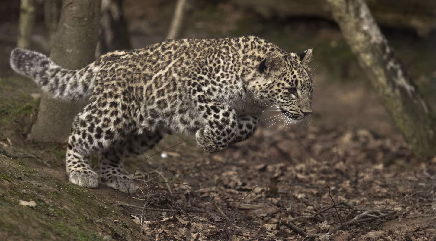 Simbad, une panthère de Perse (Panthera pardus saxicolor) en plein bond, Russie.