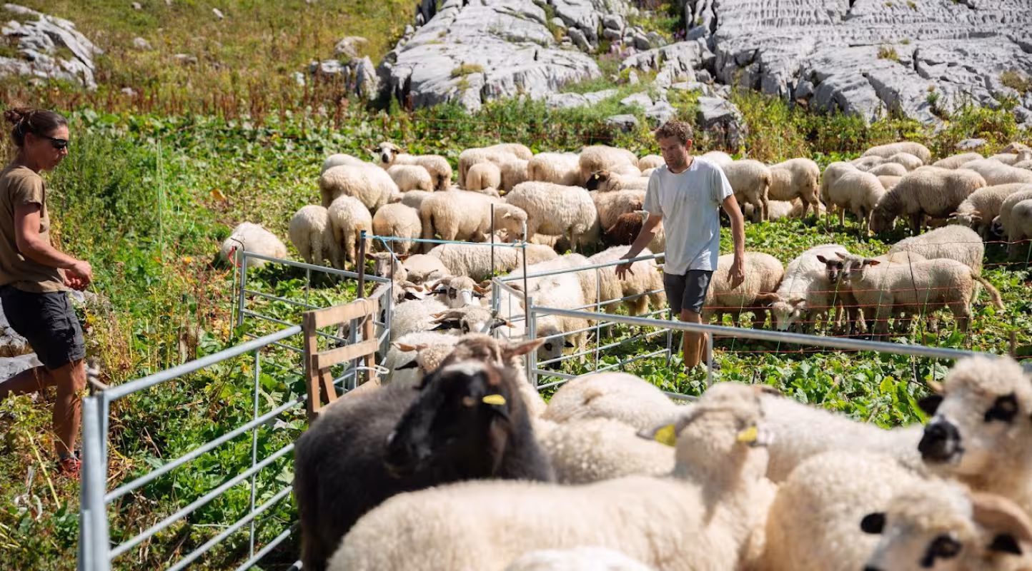 eleveurs de moutons