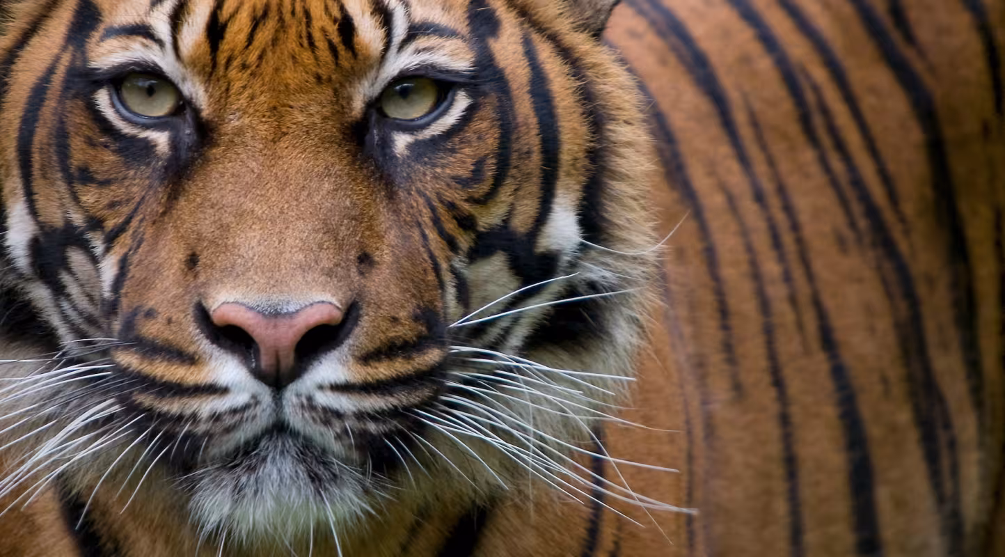 Portrait tigre de face 