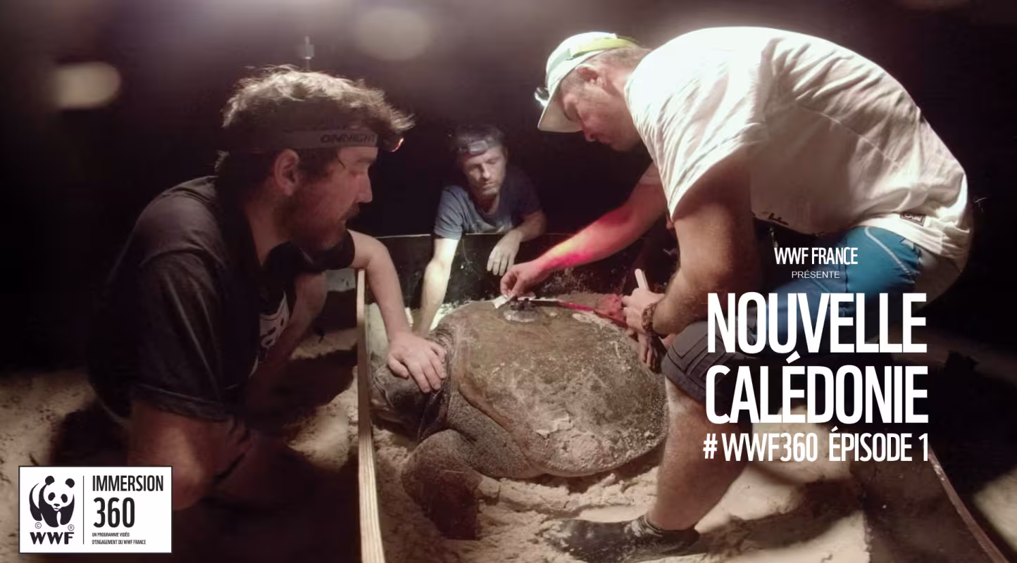 Découvrez le premier épisode de WWF Immersion 360 en Nouvelle-Calédonie.