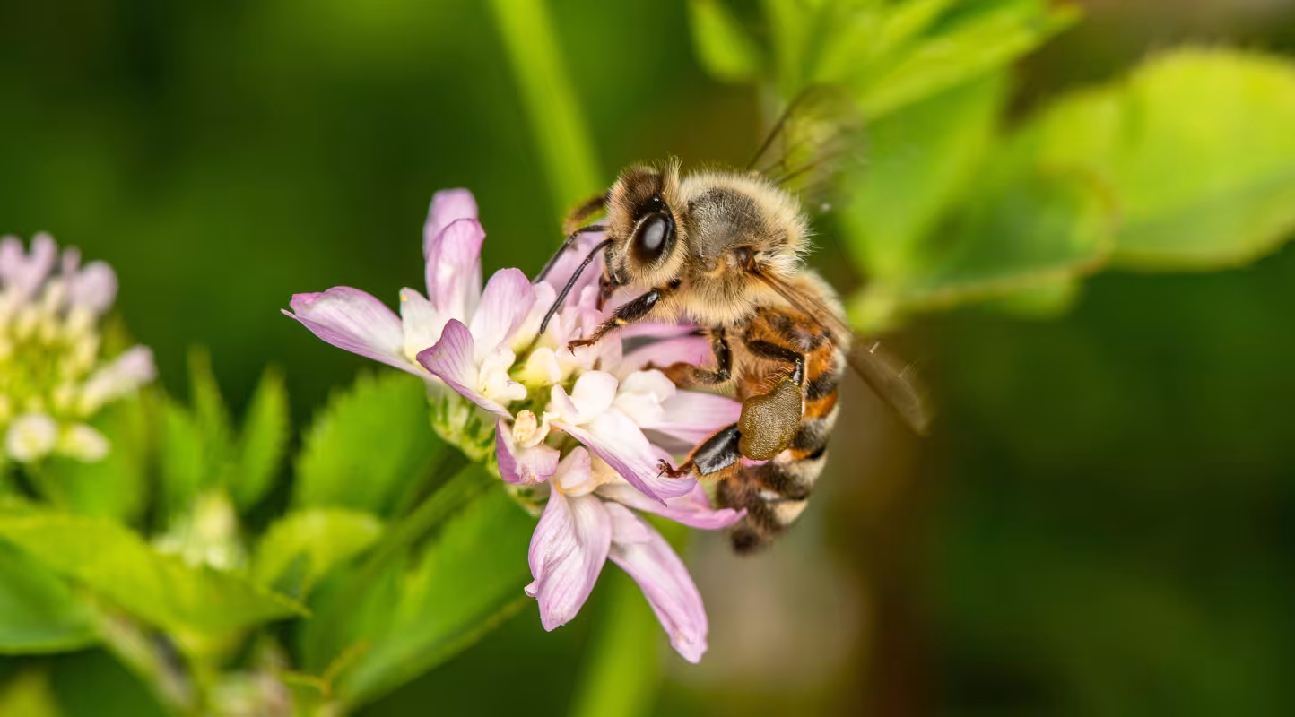 Une abeille à miel (Apis mellifera) qui butine une fleur (Trifolium resupinatum). 