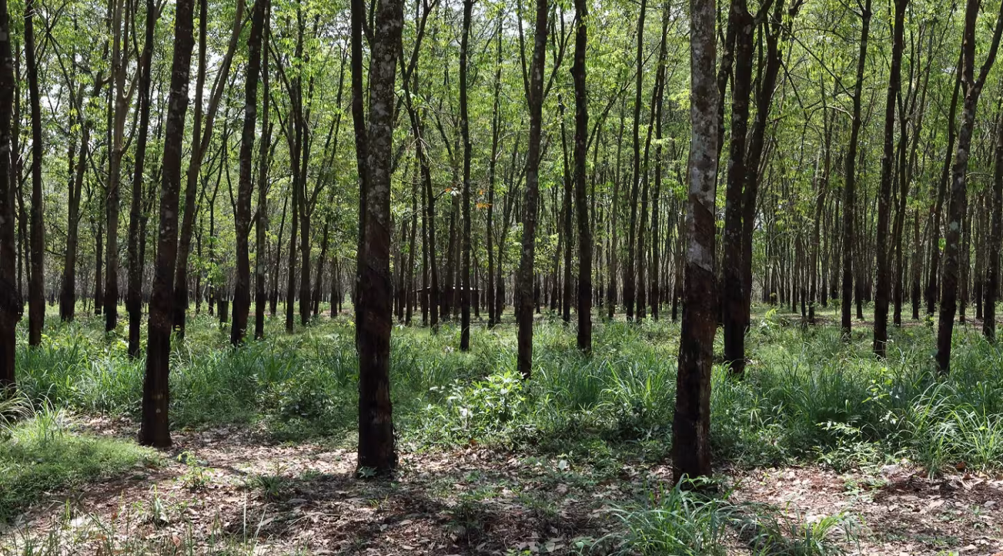 Plantation d'hévéa (Indonésie)