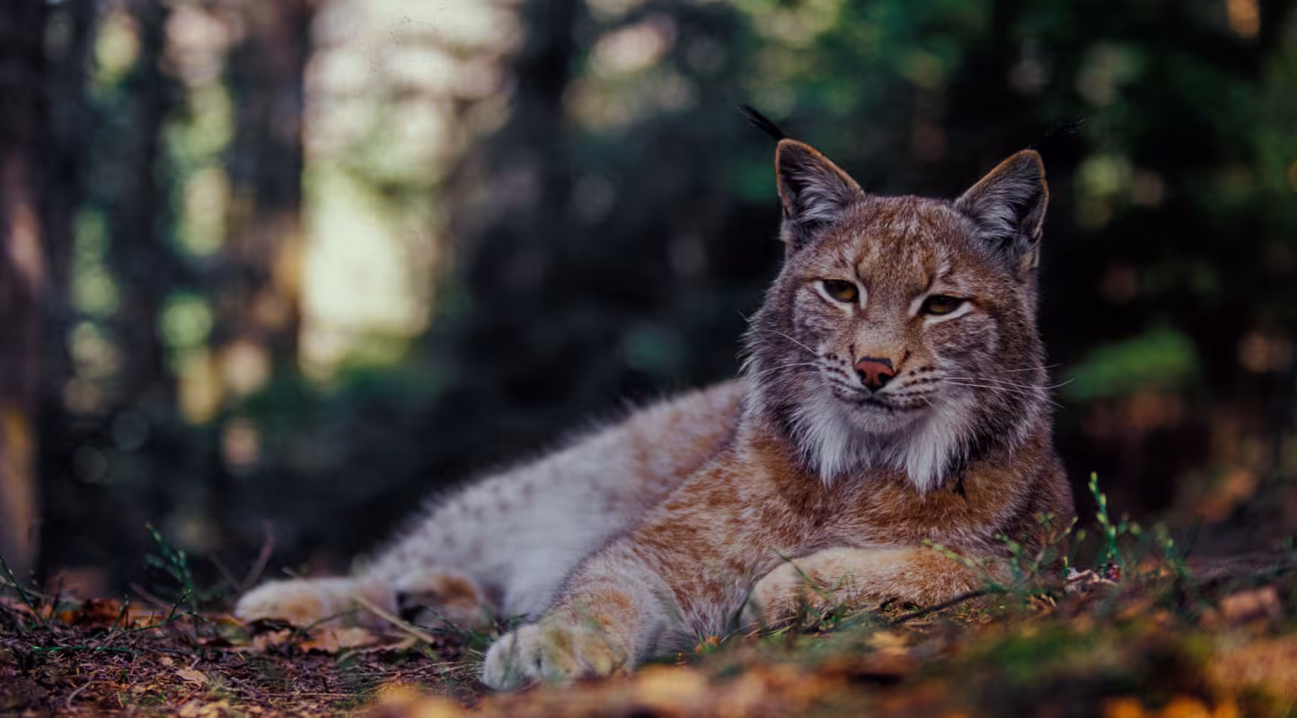 Lynx (Lynx lynx) allongé dans la Vallée de Bystrička, Parc national de Mala Fatra, Slovaquie
