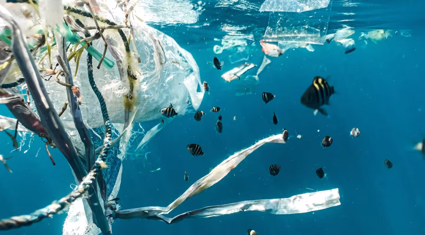 Des déchets plastiques flottent à la surface de l'eau