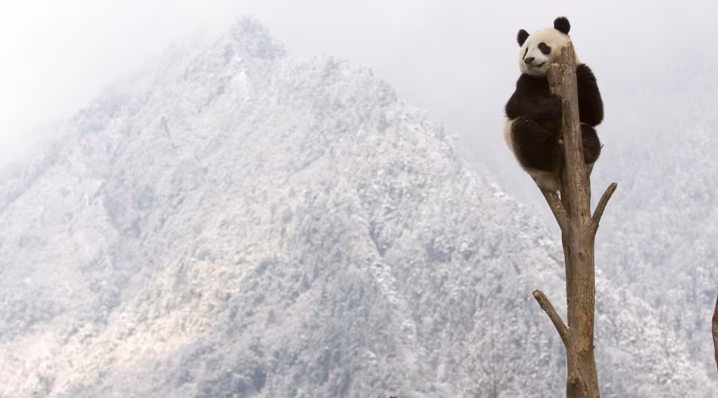 Panda géant qui se repose en haut d'un arbre, Province du Sichuan, Chine